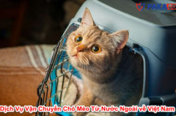 Dịch Vụ Vận Chuyển Chó Mèo Từ Nước Ngoài về Việt Nam