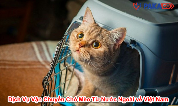 Dịch Vụ Vận Chuyển Chó Mèo Từ Nước Ngoài về Việt Nam