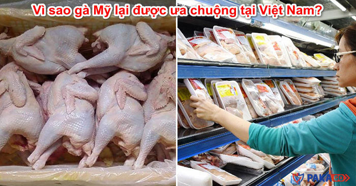 Vì sao gà Mỹ lại được ưa chuộng tại Việt Nam?