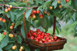 Trái cây được nhập khẩu từ Mỹ về Việt Nam