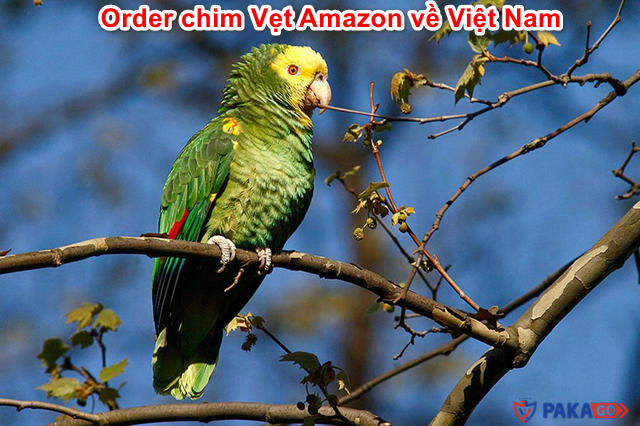 order-chim-vet-amazon-ve-viet-nam